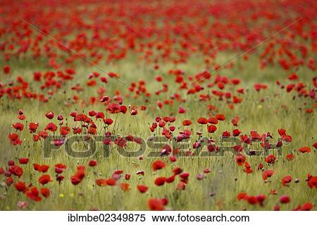 Stock Photography - "Mass of Corn Poppy (Papaver rhoeas) in a field of Barley (Hordeum vulgare) near Elstal, Havelland, Brandenburg, Germany, Europe". Fotosearch