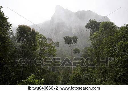 Stock Image - "Massif, rainforest of Marojejy, Northeastern Madagascar, Madagascar, Africa". Fotosearch
