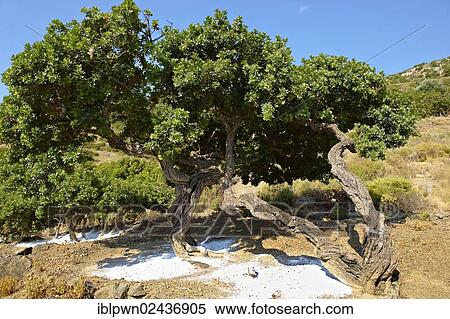 "Mastic trees (Pistacia lentiscus) being prepared for the mastic harvest by having fresh white earth spread under the trees to catch falling mastic resin from cuts in the bark, Mastichochoria area of Chios Island, Greece, Europe" View Large Photo Image Stock Photography - "Mastic trees (Pistacia lentiscus) being prepared for the mastic harvest by having fresh white earth spread under the trees to catch falling mastic resin from cuts in the bark, Mastichochoria area of Chios Island, Greece, Europe". Fotosearch