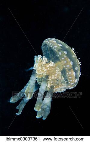 "Mastigias papua, punctata, Balnek, -, Busuanga Island, Calamian Islands, Palawan, Mimaropa, Philippines, Asia" View Large Photo Image Stock Image - "Mastigias papua, punctata, Balnek, -, Busuanga Island, Calamian Islands, Palawan, Mimaropa, Philippines, Asia". Fotosearch