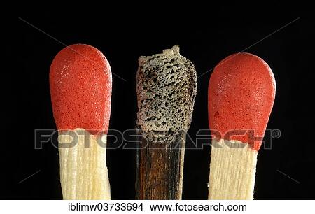 "Matches with one burnt match head, symbolic image of burn-out, bullying, exclusion, loner, Germany, Europe" View Large Photo Image Picture - "Matches with one burnt match head, symbolic image of burn-out, bullying, exclusion, loner, Germany, Europe". Fotosearch
