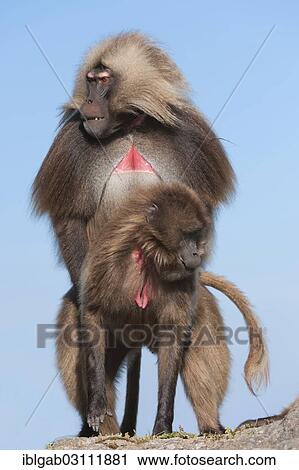"Mating Gelada baboons (Theropithecus gelada), Simien Mountains National Park, Amhara Region, Ethiopia, Africa" View Large Photo Image Stock Image - "Mating Gelada baboons (Theropithecus gelada), Simien Mountains National Park, Amhara Region, Ethiopia, Africa". Fotosearch