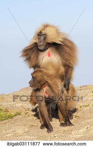 "Mating Gelada baboons (Theropithecus gelada), Simien Mountains National Park, Amhara Region, Ethiopia, Africa" View Large Photo Image Stock Photo - "Mating Gelada baboons (Theropithecus gelada), Simien Mountains National Park, Amhara Region, Ethiopia, Africa". Fotosearch
