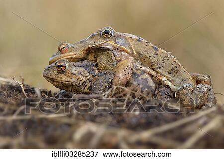 Stock Photo - "Mating gone wrong, between two toads (Bufo bufo) and a male moor frog (Rana arvalis), The Netherlands, Europe". Fotosearch
