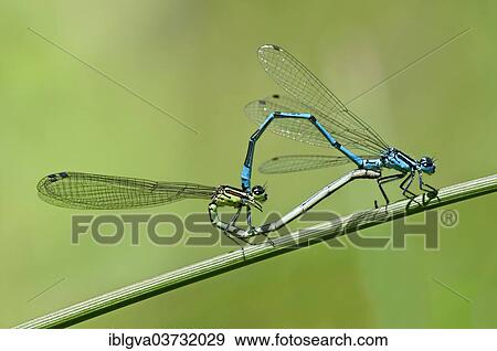 "Mating wheel of the Azure Damselfly (Coenagrion puella), Canton of Geneva, Switzerland, Europe" View Large Photo Image Stock Photo - "Mating wheel of the Azure Damselfly (Coenagrion puella), Canton of Geneva, Switzerland, Europe". Fotosearch