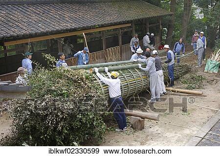 "Matsuri in autumn, Shinto shrine festival, where huge torches are lit, here torches are being built, branches and leaves are being rolled up inside the bamboo stems, they will burst when they get hot, Iwakura near Kyoto, Japan, East Asia, Asia" View Large Photo Image Stock Photo - "Matsuri in autumn, Shinto shrine festival, where huge torches are lit, here torches are being built, branches and leaves are being rolled up inside the bamboo stems, they will burst when they get hot, Iwakura near Kyoto, Japan, East Asia, Asia". Fotosearch