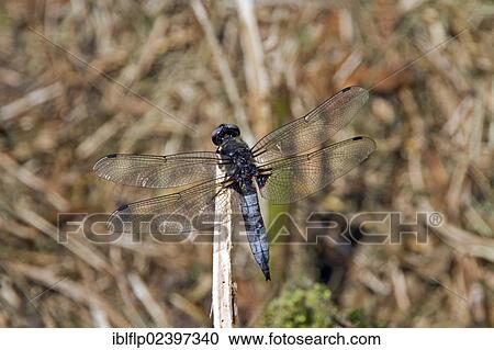 "Mature male Scarce Chaser (Libellula fulva), the dark marks on the blue abdomen are mating scars, Waveney valley, England, United Kingdom, Europe" View Large Photo Image Stock Image - "Mature male Scarce Chaser (Libellula fulva), the dark marks on the blue abdomen are mating scars, Waveney valley, England, United Kingdom, Europe". Fotosearch