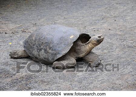 "Mature specimen of a Galapagos Giant Tortoise (Geochelone elephantopus vicina), subspecies of the Cerro Azul region on Isabela Island, Puerto Villamil, Galapagos Islands, UNESCO World Heritage Site, Ecuador, South America" View Large Photo Image Picture - "Mature specimen of a Galapagos Giant Tortoise (Geochelone elephantopus vicina), subspecies of the Cerro Azul region on Isabela Island, Puerto Villamil, Galapagos Islands, UNESCO World Heritage Site, Ecuador, South America". Fotosearch