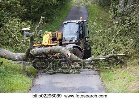 Stock Photo - "Mature tree fallen across road during storm being moved by farmer with loader, England, United Kingdom, Europe". Fotosearch