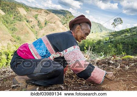 Picture - "Mature woman from the Lahu people harvesting Broad Beans or Fava Beans (Vicia faba), hill tribe, ethnic minority, Mae Hong Song Province, Northern Thailand, Thailand, Asia". Fotosearch