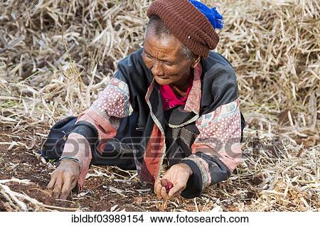 Picture - "Mature woman from the Lahu people harvesting Broad Beans or Fava Beans (Vicia faba), hill tribe, ethnic minority, Mae Hong Song Province, Northern Thailand, Thailand, Asia". Fotosearch