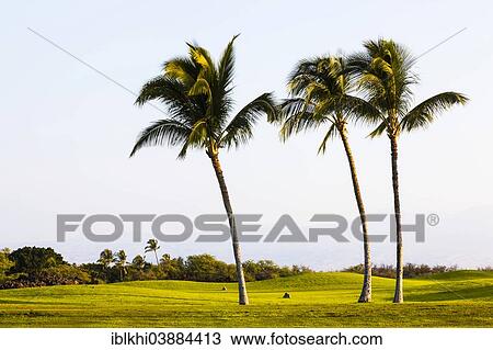 "Mauna Lani Golf Course, Mauna Lani, Kohala Coast, Big Island, Hawaii, United States, North America" View Large Photo Image Stock Image - "Mauna Lani Golf Course, Mauna Lani, Kohala Coast, Big Island, Hawaii, United States, North America". Fotosearch
