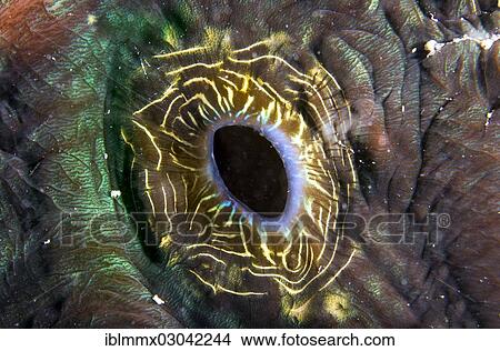 "Maxima Clam or Giant Clam (Tridacna maxima), detail of the breathing hole, Queensland, Queensland, Australia, Oceania" View Large Photo Image Picture - "Maxima Clam or Giant Clam (Tridacna maxima), detail of the breathing hole, Queensland, Queensland, Australia, Oceania". Fotosearch