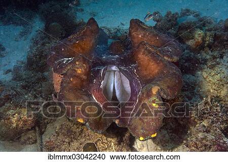 Stock Image - "Maxima Clam or Giant Clam (Tridacna maxima), with its breathing hole open, Queensland, Queensland, Australia, Oceania". Fotosearch
