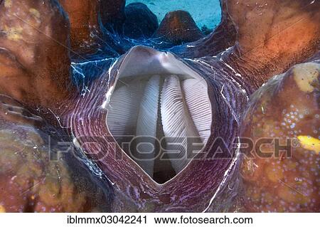"Maxima Clam or Giant Clam (Tridacna maxima), with its breathing hole open showing the gills for filtration, Queensland, Queensland, Australia, Oceania" View Large Photo Image Stock Image - "Maxima Clam or Giant Clam (Tridacna maxima), with its breathing hole open showing the gills for filtration, Queensland, Queensland, Australia, Oceania". Fotosearch