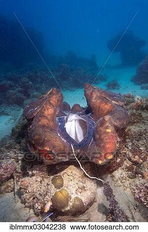 "Maxima Clam or Giant Clam (Tridacna maxima), with its breathing hole open, Queensland, Queensland, Australia, Oceania" View Large Photo Image Stock Photo - "Maxima Clam or Giant Clam (Tridacna maxima), with its breathing hole open, Queensland, Queensland, Australia, Oceania". Fotosearch