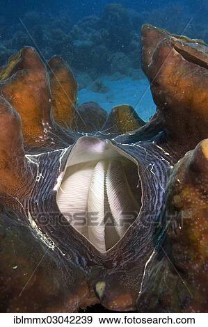 "Maxima Clam or Giant Clam (Tridacna maxima), with its breathing hole open showing the gills for filtration, Queensland, Queensland, Australia, Oceania" View Large Photo Image Stock Photo - "Maxima Clam or Giant Clam (Tridacna maxima), with its breathing hole open showing the gills for filtration, Queensland, Queensland, Australia, Oceania". Fotosearch