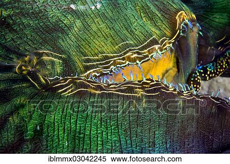 "Maxima Clam or Giant Clam (Tridacna maxima), detail of the siphon, Queensland, Queensland, Australia, Oceania" View Large Photo Image Stock Photography - "Maxima Clam or Giant Clam (Tridacna maxima), detail of the siphon, Queensland, Queensland, Australia, Oceania". Fotosearch