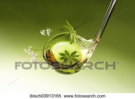 "May punch or woodruff punch, in a ladle with woodruff leaves" View Large Photo Image Stock Photography - "May punch or woodruff punch, in a ladle with woodruff leaves". Fotosearch
