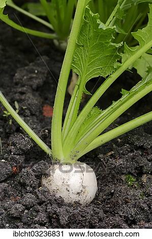 "May Turnip or Navette (Brassica rapa ssp. rapa var. majalis), Bergkamen, North Rhine-Westphalia, Germany, Europe" View Large Photo Image Stock Image - "May Turnip or Navette (Brassica rapa ssp. rapa var. majalis), Bergkamen, North Rhine-Westphalia, Germany, Europe". Fotosearch