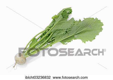 "May Turnip or Navette (Brassica rapa ssp. rapa var. majalis), Bergkamen, North Rhine-Westphalia, Germany, Europe" View Large Photo Image Stock Image - "May Turnip or Navette (Brassica rapa ssp. rapa var. majalis), Bergkamen, North Rhine-Westphalia, Germany, Europe". Fotosearch