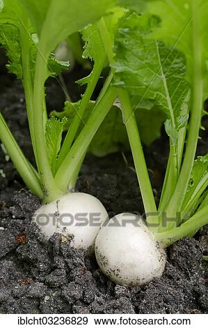 Stock Photo - "May Turnip or Navette (Brassica rapa ssp. rapa var. majalis), Bergkamen, North Rhine-Westphalia, Germany, Europe". Fotosearch