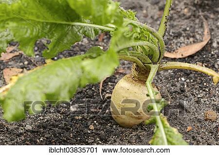 "May Turnip or Nevette (Brassica rapa ssp. Rapa var majalis), North Rhine-Westphalia, Germany, Europe" View Large Photo Image Stock Image - "May Turnip or Nevette (Brassica rapa ssp. Rapa var majalis), North Rhine-Westphalia, Germany, Europe". Fotosearch