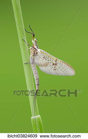 Stock Photo - "Mayfly (Ephemera glaucops), female, North Rhine-Westphalia, Germany, Europe". Fotosearch