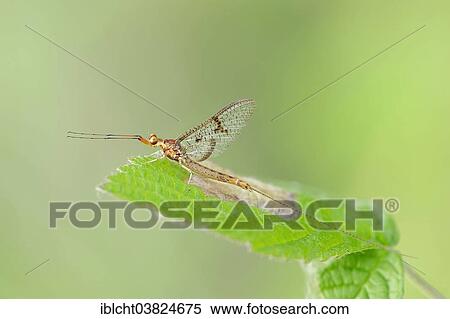 Stock Photography - "Mayfly (Ephemera lineata), male, North Rhine-Westphalia, Germany, Europe". Fotosearch