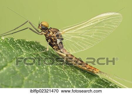 Stock Image - "Mayfly (Ephemeroptera sp. ), adult, resting on leaf, Leicestershire, England, United Kingdom, Europe". Fotosearch