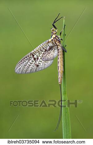 "Mayfly (Ephemeroptera), Tyrol, Austria, Europe" View Large Photo Image Picture - "Mayfly (Ephemeroptera), Tyrol, Austria, Europe". Fotosearch