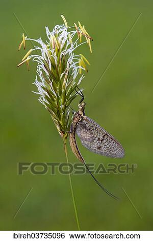 "Mayfly (Ephemeroptera), Tyrol, Austria, Europe" View Large Photo Image Stock Photograph - "Mayfly (Ephemeroptera), Tyrol, Austria, Europe". Fotosearch