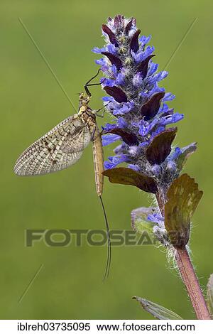 "Mayfly (Ephemeroptera), Tyrol, Austria, Europe" View Large Photo Image Stock Photography - "Mayfly (Ephemeroptera), Tyrol, Austria, Europe". Fotosearch