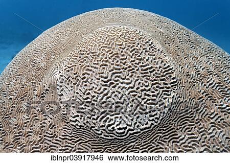 Stock Photograph - "Maze Brain Coral (Platygyra lamellina), Sabang Beach, Puerto Galera, Mindoro Island, Philippines, Asia". Fotosearch