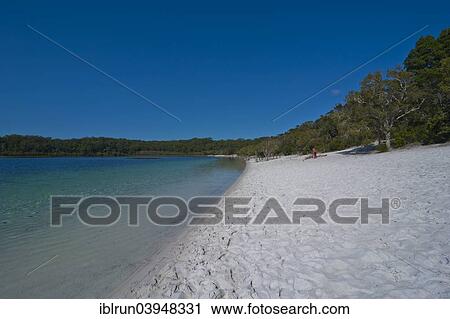 "McKenzie Lake, Fraser Island, Queensland, Australia, Oceania" View Large Photo Image Stock Image - "McKenzie Lake, Fraser Island, Queensland, Australia, Oceania". Fotosearch