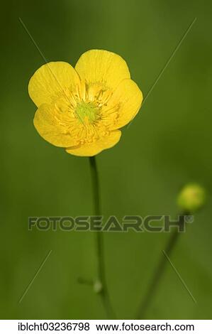 Stock Photo - "Meadow Buttercup or Tall Buttercup (Ranunculus acris), flower, North Rhine-Westphalia, Germany, Europe". Fotosearch