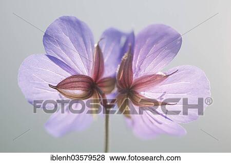 Stock Photo - "Meadow Cranesbill (Geranium pratense), Harju County, Estonia, Europe". Fotosearch