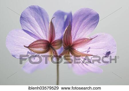 Stock Photo - "Meadow Cranesbill (Geranium pratense) with a weevil, Harju County, Estonia, Europe". Fotosearch