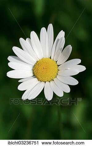 "Meadow Daisy or Oxeye Daisy (Leucanthemum vulgare, Chrysanthemum Leucanthemum), flower, North Rhine-Westphalia, Germany, Europe" View Large Photo Image Stock Image - "Meadow Daisy or Oxeye Daisy (Leucanthemum vulgare, Chrysanthemum Leucanthemum), flower, North Rhine-Westphalia, Germany, Europe". Fotosearch