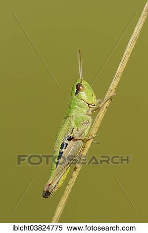 "Meadow Grashopper (Chorthippus parallelus), female, North Rhine-Westphalia, Germany, Europe" View Large Photo Image Stock Photography - "Meadow Grashopper (Chorthippus parallelus), female, North Rhine-Westphalia, Germany, Europe". Fotosearch