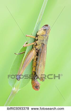 Stock Photo - "Meadow Grasshopper (Chorthippus parallelus), dead male, Valle Verzasca, Kanton Tessin, Switzerland, Europe". Fotosearch