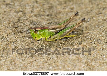 "Meadow Grasshopper (Chorthippus parallelus), basking on sand, Wales, United Kingdom, Europe" View Large Photo Image Stock Photo - "Meadow Grasshopper (Chorthippus parallelus), basking on sand, Wales, United Kingdom, Europe". Fotosearch