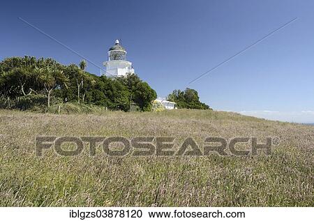 "Meadow in front of Katiki Point Lighthouse, Moeraki, South Island, New Zealand, Oceania" View Large Photo Image Stock Image - "Meadow in front of Katiki Point Lighthouse, Moeraki, South Island, New Zealand, Oceania". Fotosearch