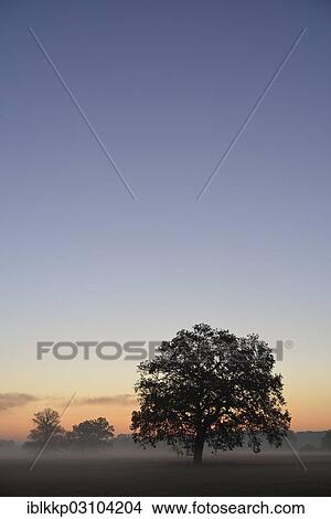 "Meadow landscape with solitary oak trees in the morning mist at sunrise, Dessau-Worlitz, Saxony-Anhalt, Germany, Europe" View Large Photo Image Picture - "Meadow landscape with solitary oak trees in the morning mist at sunrise, Dessau-Worlitz, Saxony-Anhalt, Germany, Europe". Fotosearch
