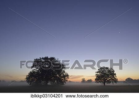 "Meadow landscape with solitary oak trees in the morning mist at sunrise, Dessau-Worlitz, Saxony-Anhalt, Germany, Europe" View Large Photo Image Stock Image - "Meadow landscape with solitary oak trees in the morning mist at sunrise, Dessau-Worlitz, Saxony-Anhalt, Germany, Europe". Fotosearch