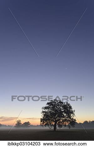 "Meadow landscape with solitary oak trees in the morning mist at sunrise, Dessau-Worlitz, Saxony-Anhalt, Germany, Europe" View Large Photo Image Stock Image - "Meadow landscape with solitary oak trees in the morning mist at sunrise, Dessau-Worlitz, Saxony-Anhalt, Germany, Europe". Fotosearch