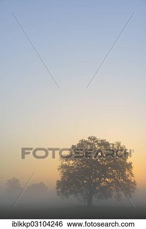 "Meadow landscape with solitary oak trees in the morning mist at sunrise, Dessau-Worlitz, Saxony-Anhalt, Germany, Europe" View Large Photo Image Stock Photograph - "Meadow landscape with solitary oak trees in the morning mist at sunrise, Dessau-Worlitz, Saxony-Anhalt, Germany, Europe". Fotosearch