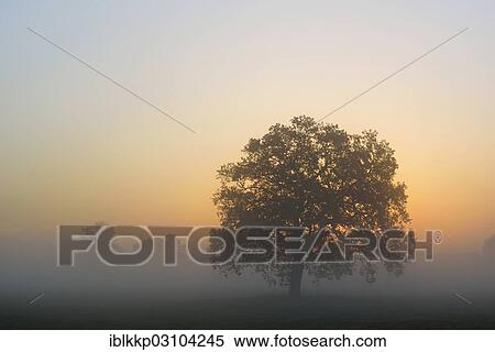 "Meadow landscape with solitary oak trees in the morning mist at sunrise, Dessau-Worlitz, Saxony-Anhalt, Germany, Europe" View Large Photo Image Stock Photography - "Meadow landscape with solitary oak trees in the morning mist at sunrise, Dessau-Worlitz, Saxony-Anhalt, Germany, Europe". Fotosearch