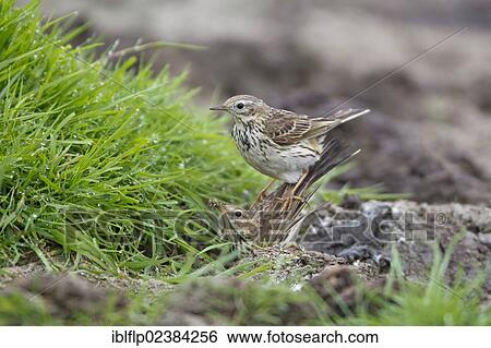 Stock Photograph - "Meadow Pipit (Anthus pratensis), adult pair, male attempting to mate with female carrying insects for chicks in beak, Suffolk, England, United Kingdom, Europe". Fotosearch