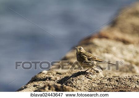 "Meadow pipit (Anthus pratensis) on a breakwater on the South Devon coast, Dawlish, England, United Kingdom, Europe" View Large Photo Image Stock Photo - "Meadow pipit (Anthus pratensis) on a breakwater on the South Devon coast, Dawlish, England, United Kingdom, Europe". Fotosearch